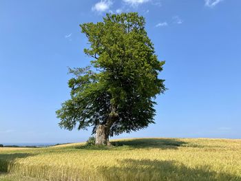 Tree on field against sky