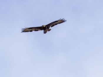 Low angle view of buzzard flying in sky