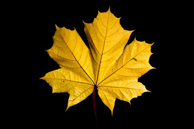 Close-up of yellow maple leaf against black background