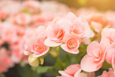 Close-up of pink roses