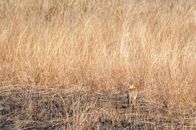 View of an animal on dry grass