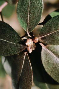 Close-up of insect on plant