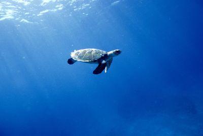 A turtle swimming slowly under sunlight