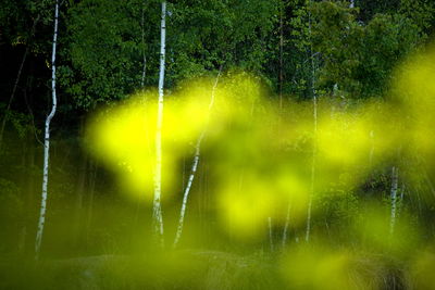 Plants growing on land in forest