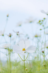 Close-up of white flowering plant