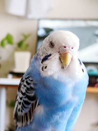 Close-up of parrot perching