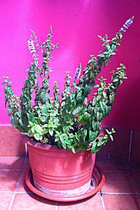 Close-up of pink flowers in vase