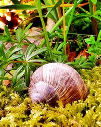 Close-up of shell on field