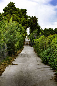 Footpath amidst trees against sky