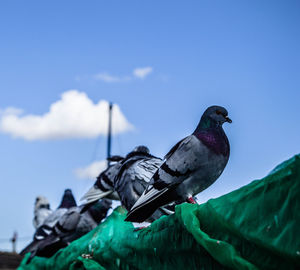 Low angle view of bird perching against blue sky