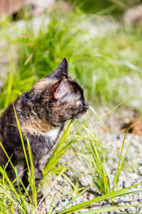 Monkey on grass