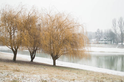 Bare trees in water