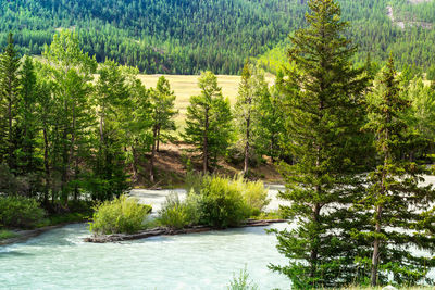 Pine trees in forest