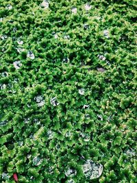 Full frame shot of fresh green plants