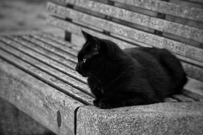 Close-up of cat looking away