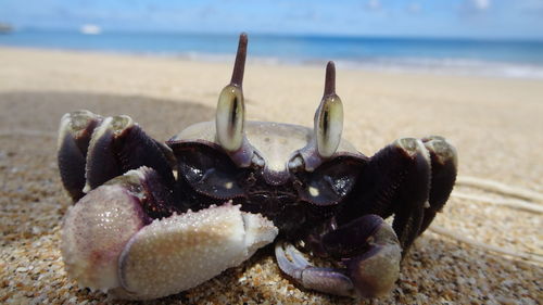 Close-up of shells on beach