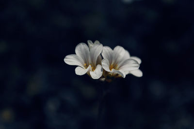 Close-up of flowers blooming outdoors