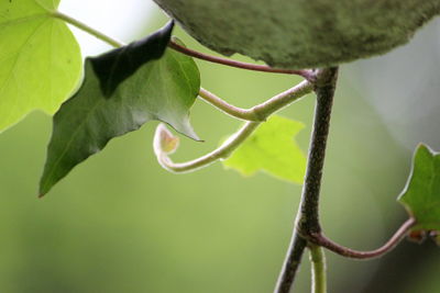 Close-up of green leaves on branch