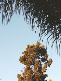 Low angle view of tree against clear sky