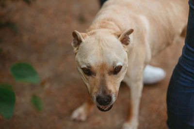 Close-up of american staffordshire terrier