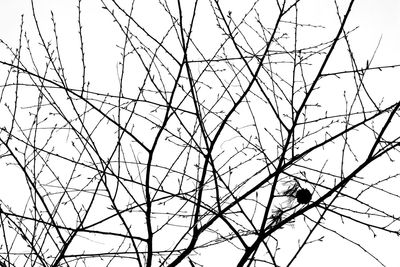 Low angle view of bare tree against sky