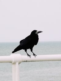 Bird perching on a sea