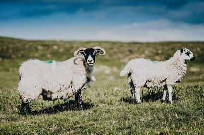 Sheep standing on field against sky