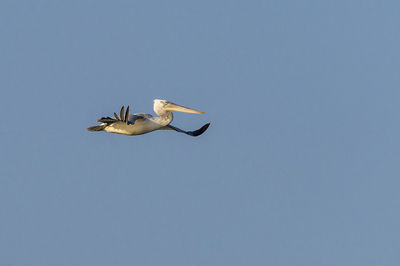 Low angle view of seagull flying in sky