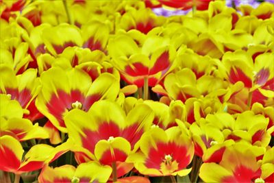 Full frame shot of yellow flower