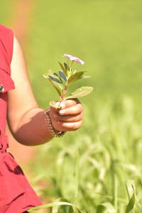 Midsection of woman holding pink flower on field