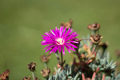 Close-up of pink flowering plant
