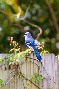 Bird perching on wooden post