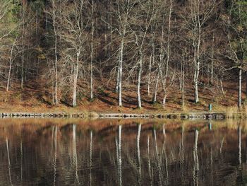 Reflection of trees in lake