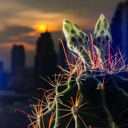 Close-up of potted cactus plant against sky during sunset