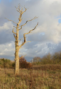 Bare tree on field against sky