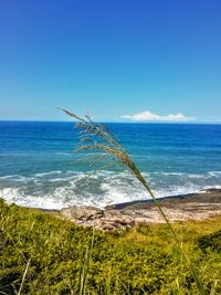 Plant with ocean in the background