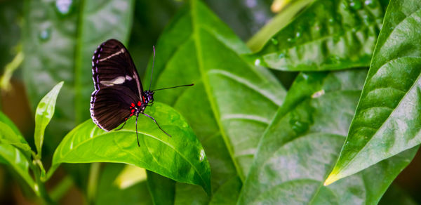 Butterfly on leaf