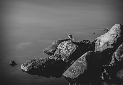 Seagulls perching on rock by sea against sky