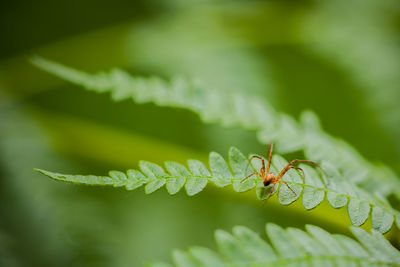 Close-up of dragonfly on leaf