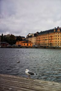 View of birds in water