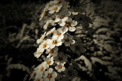 Close-up of white cherry blossoms