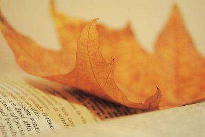 Close-up of autumn leaf