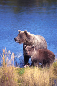 Brown bear and cub at riverbank at katmai national park and preserve