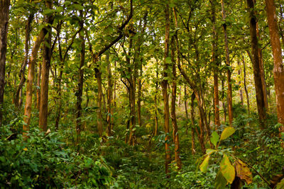 Trees in forest
