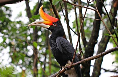 Low angle view of bird perching on a tree