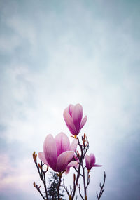 Close-up of pink flower against sky