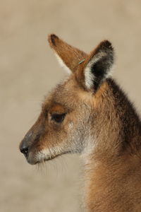 Close-up of an animal looking away