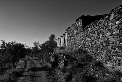 Plants against clear sky