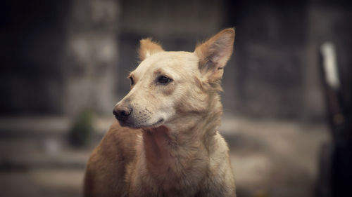 Close-up portrait of a dog looking away