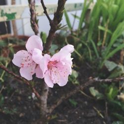 Close-up of pink flowers